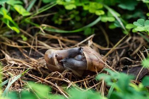 Couple Of Snail Mating. Stock-Fotos