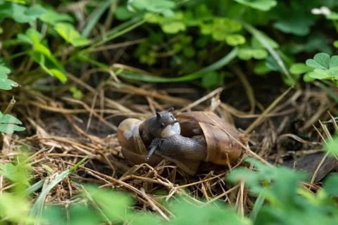 Couple Of Snail Mating. Stock Photos