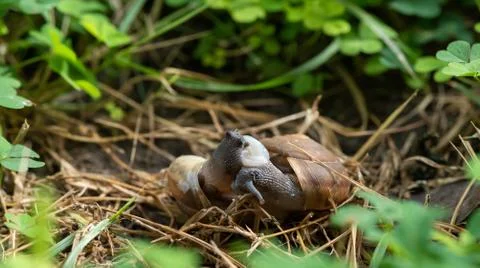 Couple Of Snail Mating. Foto stock