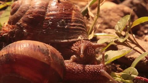Couple of snails Video stock 161399741