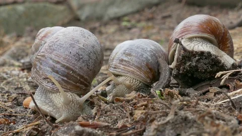 Couple of snails moving around in the forest earth Vidéo 74492593