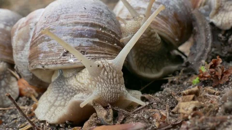 Couple of snails moving around in the forest earth Vidéo 74492661