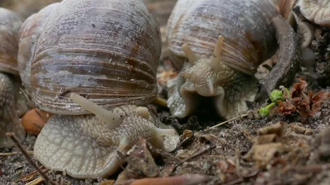 Couple of snails moving around in the forest earth Vidéo 74492663