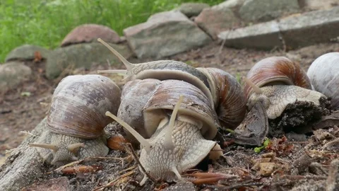 Couple of snails moving around in the forest earth Stock Footage 74494867