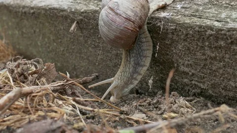 Couple of snails moving around in the forest earth Stock Footage 74494876