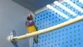 Couple of songbird HD Footage
