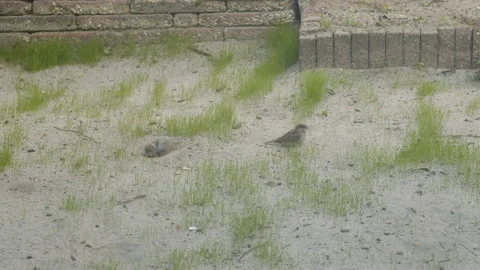 Couple of sparrows digging in sand on bare lawn. A third bird appears and Stock Footage 195978200