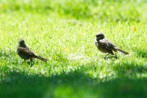 A couple of sparrows in summer Stock Photos