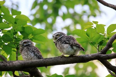 A couple of Spotted Owlets perching on a tree branch in forest park Stock Photos