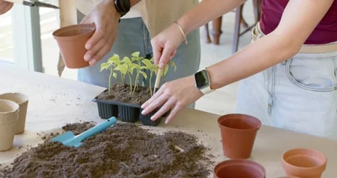 Couple spotting empty pots potting seedlings from seed tray with dibber and Stock Footage 340974642