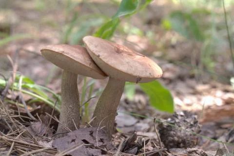 A couple standing close scaber stalk mushrooms with fly on their cap Stock Photos