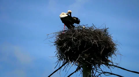 A couple of stork in the nest Stock Footage 38808588