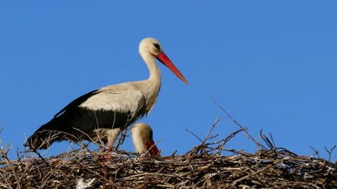 A couple of storks in the nest, during the incubating period the stork and hi Vídeos de archivo 132761968
