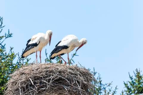 Couple of storks in the nest Stock-Fotos