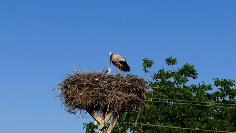 A couple of storks nested in the settlement, during the incubation period, Vídeos de archivo 132761977