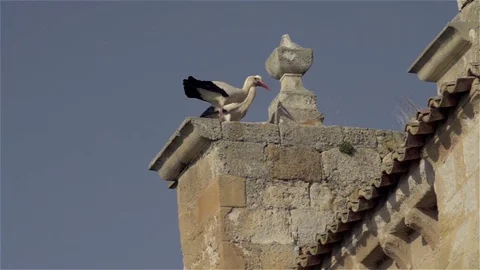 Couple of storks nesting in the tower of a church Stock Footage 72810158