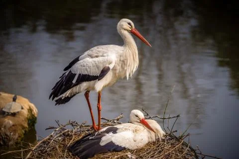 Couple of storks Stock Photos