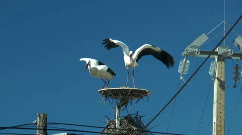 Couple of storks taking off Stock Footage 32723860