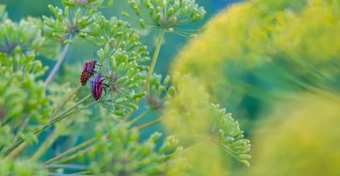 Couple striped colored red bug on the plant. Red bugs on a green branch of dill Stock Photos