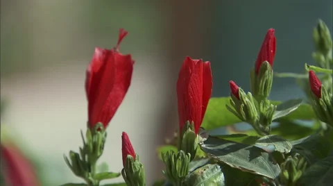 A Couple stroll through a park. Stock Footage 46868639