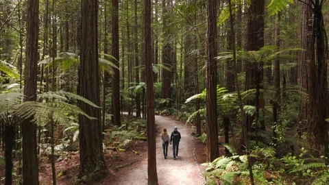 Couple strolling a forest trail near Rotorua beneath massive sequoia-like trees Stock Footage 331189509