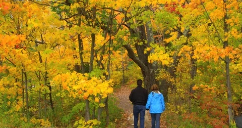A couple strolling on path beneath a canopy of colorful fall leaves Stock Footage 86005710