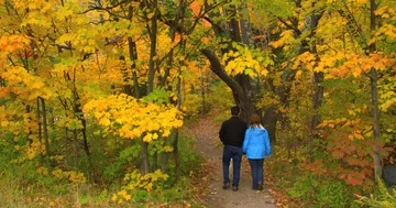 A couple strolling on path beneath a canopy of colorful fall leaves Stock Footage 86009020