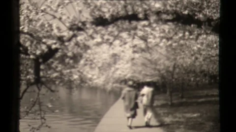 Couple Strolling in the Springtime in Washington D.C. blooming flowers, cherry t Video stock 129863243