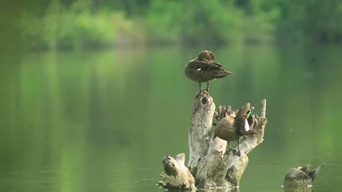 A couple sunbathing on the water Stock Footage 184125187