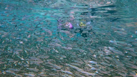 Couple, surrounded by mass migration of Silversides fish, looking at camera and Stock Footage 336485271