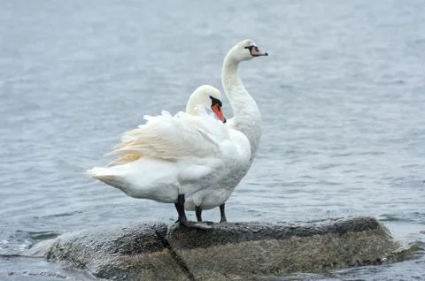 Couple swan Stock Photos