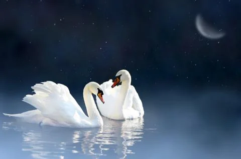 Couple swan Stock Photos