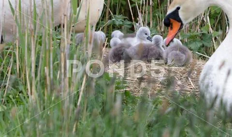 Couple swan with young swans Stock Photos