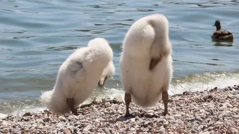 A couple of swans Stock Footage