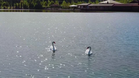Couple of swans Stock Footage 246723161