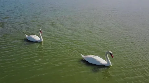 Couple of swans Stock Footage 246723266