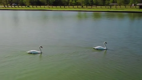 Couple of swans Stock Footage 246723463
