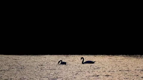 A couple of swans in love on the lake Stock Footage 158963853