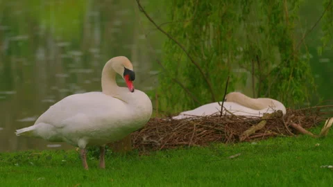 Couple of swans on a nest in spring in a beautiful park near a lake Stock Footage 275038331