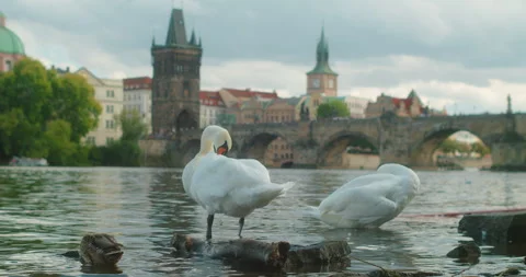 Couple of swans preening on Vltava River with Charles Bridge in Prague backdrop Видео 337615769