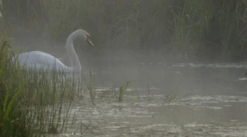 COUPLE OF SWANS WITH YOUNGS Stock Footage 68906775
