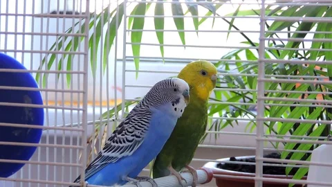 couple sweet beautiful Stock Video Pond5