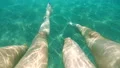 The couple swimming under the water HD Footage