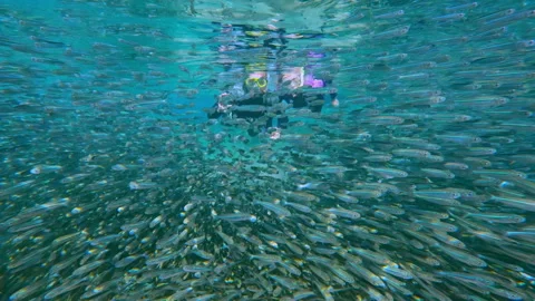 Couple swims inside silver swirl of small fish, stopped, looking at camera and Stock Footage 340460101