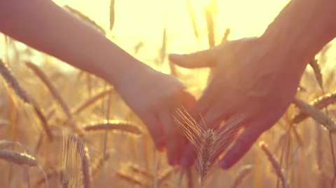 Couple taking hands and walking on golden wheat field over beautiful sunset Stock Footage 59083815
