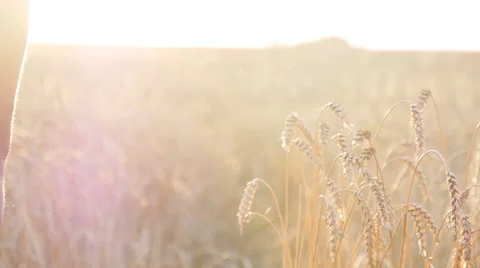 Couple taking hands on field over sunset Stock Footage 65494418