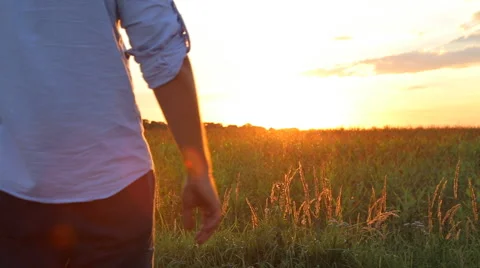 Couple taking hands together on summer meadow field over beautiful sunset. Vidéo 66004667