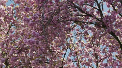 Couple taking pictures under cherry blossom tree in Bonn, Germany Stock Footage 155480600