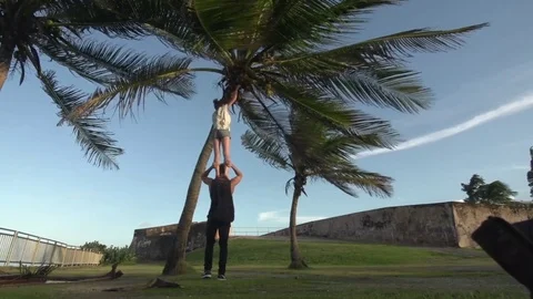 Couple Teamwork Uses Acro to Get Coconut from Tree Stock Footage 79277516