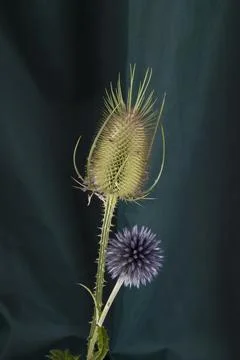 A couple of thistle stalk in front of a background of green curtains Stock Photos